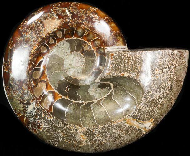 Wide Polished Ammonite Fossil 'Dish' #41637